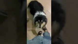 Как обычно встречают меня собаки #собака #собаки