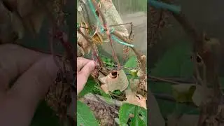 Состояние винограда на 24 июня