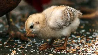 The Cutest Baby Chickens In The World! 🥰😍