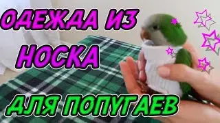КАК ПОШИТЬ ОДЕЖДУ ИЗ НОСКА ДЛЯ ПОПУГАЯ КОТОРЫЙ ВЫЩИПЫВАЕТ ПЕРЬЯ