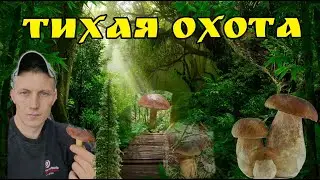 Грибная поляна.Поход в лес.Тихая охота.