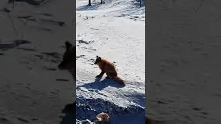 Лиса на Колымо-Индигирском перевале!