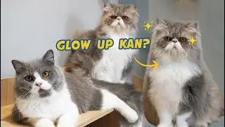 KUCING INI MAKIN KAYAK GENDERUWO SETELAH DI KANDANG