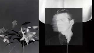 Robert Mapplethorpe's Flowers Photography
