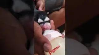 Bayi Anjing Menyusui