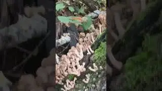 опята 23