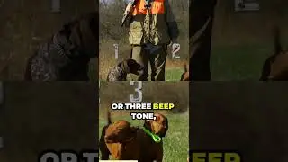 Three Dog E-Collar System