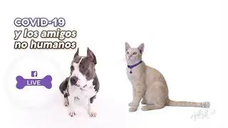 COVID 19 y los perros y gatos