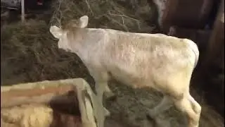 Рецидив побега
