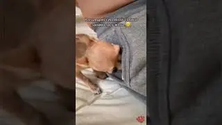 #позитив #юмор #смешноевидео