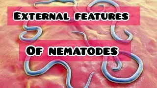 External features of nematodes ❗