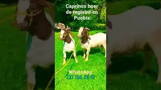 Venta de chivos boer 237 106 28 47 en Puebla