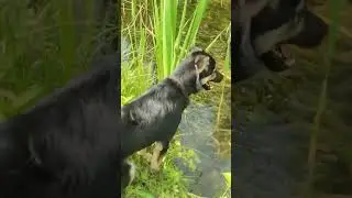#анапскаяушастая
