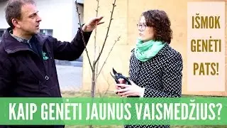 Kaip genėti jaunus vaismedžius - pažiūrėk ir išmok!