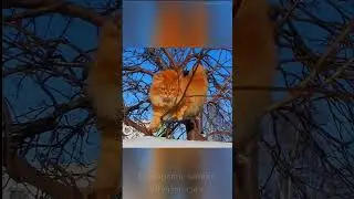 Если бы у кошек были крылья! Солнышко, Старая Гвардия, Winged cat Solnyshko  