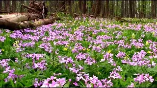 Лес в апреле. Весенний релакс || April forest. Spring relaxation