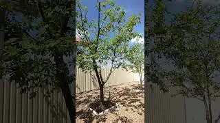 Насколько должна быть прозрачная крона после обрезки