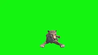 tiger green screen video footage rest up