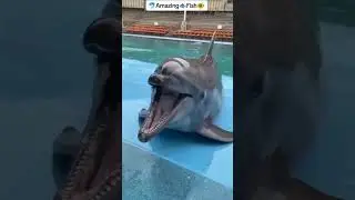 human friendship  whale | human friendship with animals | fish that suck