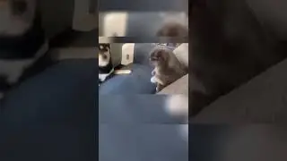 Мем Джо-Джо 