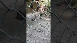 Павлины 🦚 в New Zoo, part 2, 😅🦚🌿🌳🌾🌲 Познань, Poznan, Poland