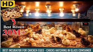 CHICKS HATCHING IN GLASS CONTAINER | BEST INCUBATOR FOR CHICKEN EGGS | DIY | YOU CAN DO THIS