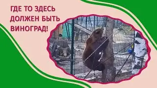 В поисках каши converted