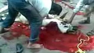 cow.3gp