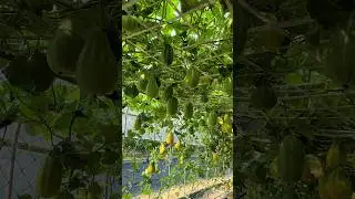 솔림농원 텃밭,주말농장,농사,농부,농업,귀농귀촌