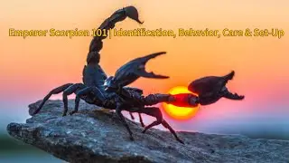 Emperor Scorpion 101 | Identification, Behavior, Care & Set-Up Guide