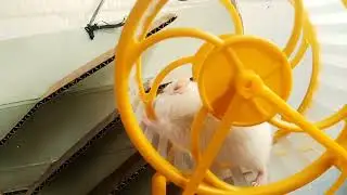 challenge 🐹 4