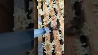 ПРОТИВ ПЧЕЛИННОГО КЛЕЩА