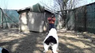 Cuccioli di Nagysh x Kara-Kele Dertti a 47 gg
