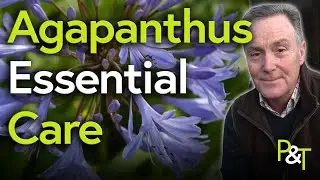 Agapanthus Essential Care (A Martin Masterclass) - Pots & Trowels