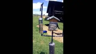 Bird Feeder Birds
