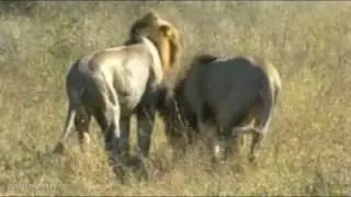 Mapogo Lions