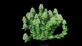 Sketchup Tip - Reducing the File Size of an Imported Plant
