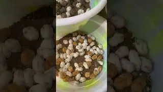 Топ 5 причин фармить BLUM, 