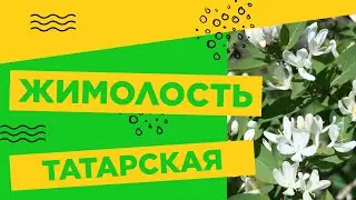 ЖИМОЛОСТЬ ТАТАРСКАЯ В МОЕМ САДУ