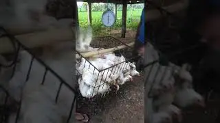 Bobot ayam besar montok dengan cara ini.. Bakul sampe berwbutan panen