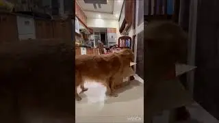 Opening the parcel | Inquisitive Golden Retriever | What is there in the box | Keya hain box mein