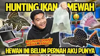 HUNTING IKAN SULTAN MEWAH! GAK PERNAH AKU PUNYA SEBELUMNYA! IKAN SAPU-SAPU ALIEN BISA SEMAHAL INI!