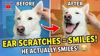 Ear Scratches Make My Husky Smile
