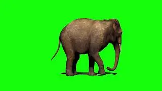 Elephant Green Screen Effects Video | Running Elephant Green Screen Videos | Chroma Key