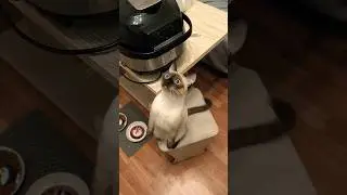 Мясо летает #кот #cat