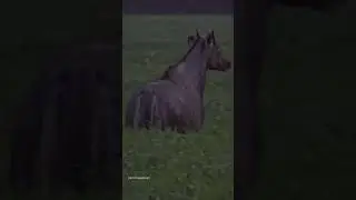 Nilgai❤ 