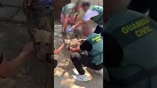 Dos detenidos por robar galgos de competición y maltratarlos