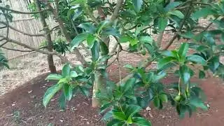 Alpukat Miki and Alde mulai belajar berbuah