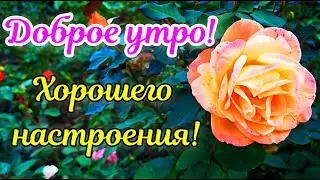 С Добрым утром. Хорошего дня. Самое красивое пожелание доброго утра. Доброе утро. С новым днем.