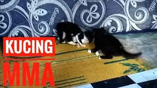 Kucing tarung MMA😁